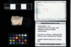 Foto (Objekt + Etikett) von Longodromites excisus (von Meyer, 1857)  (NHMW-GEO-2014-0194-0009)